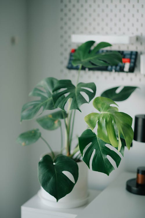 Shopping for a Minimalist Living Room: Your Essential Guide