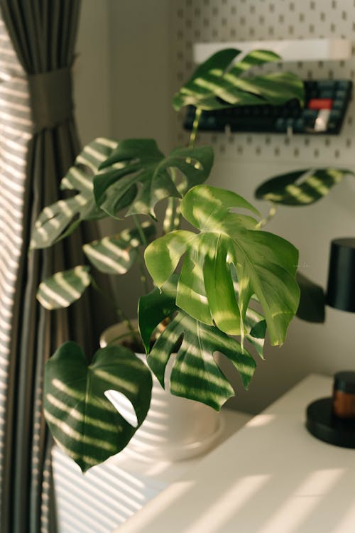 The Ultimate Shopping Guide: Create Your Serene Minimalist Living Room