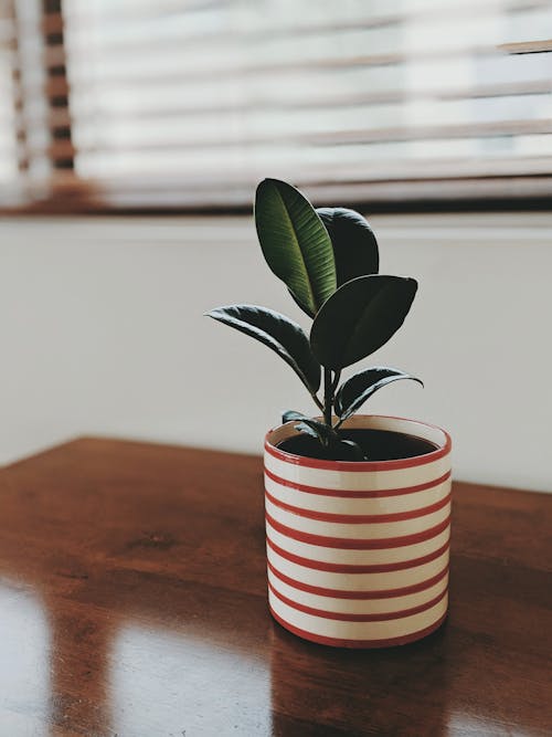 Seasonal Charm: Simple Decor for Minimalist Living Rooms